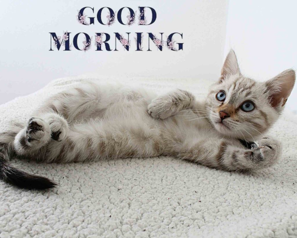 A cat lying on its back with the words "good morning" written on it. A cute image for morning greetings.