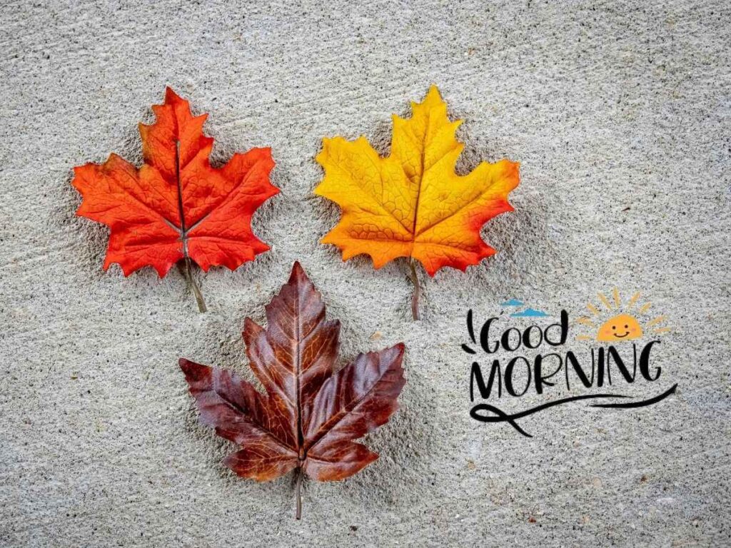 Three autumn leaves with "good morning" written on them, creating a warm and inviting atmosphere. Perfect for autumn-themed greetings.