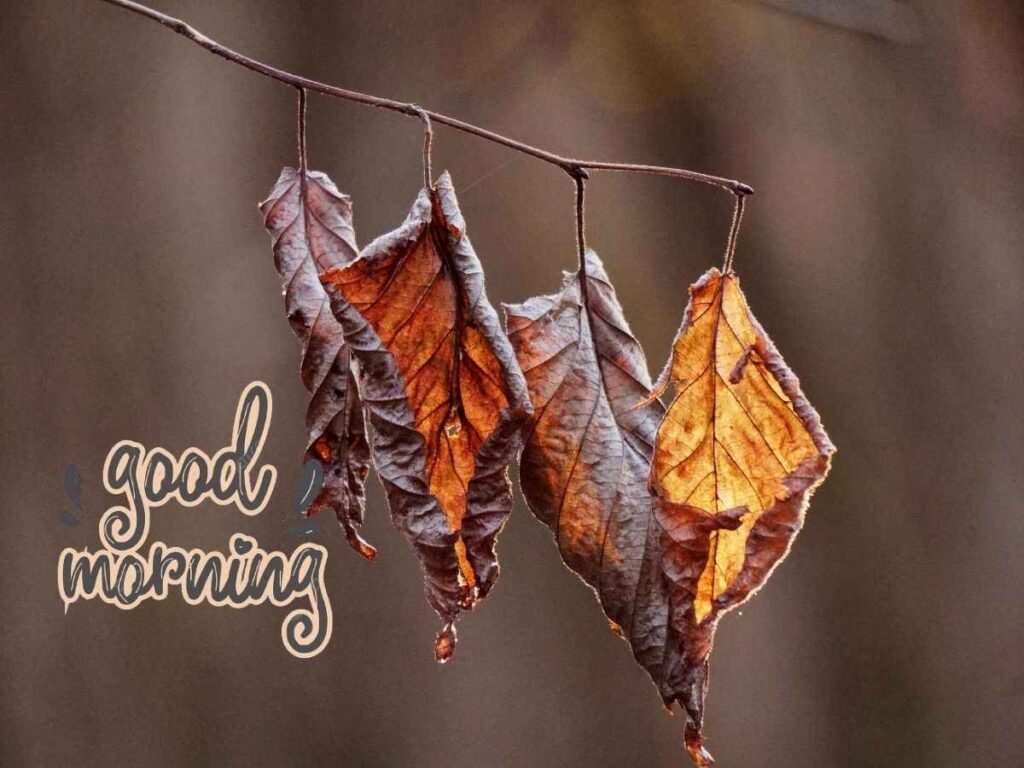 Colorful autumn-themed wallpapers with "good morning" greetings, perfect for starting your day.