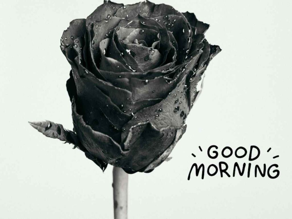 Images of good morning with roses